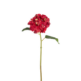 Hortensia SELENA
